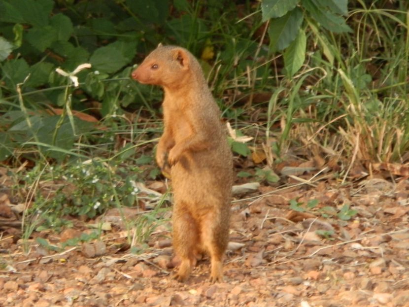 Dwarf mongoose