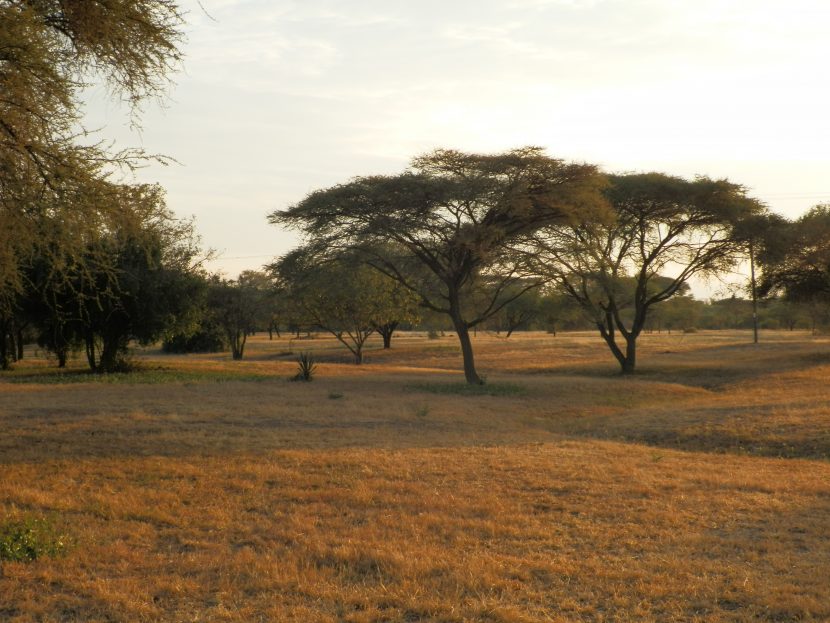 Savanna around the lodge