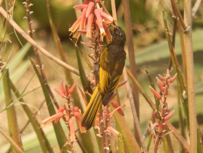Golden-winged sunbird