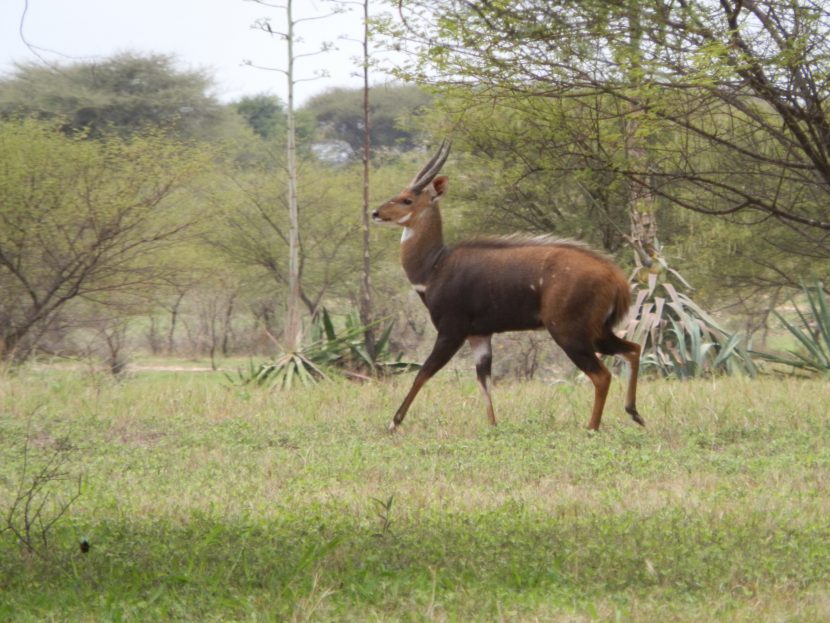 Bush buck